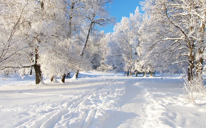 Snow-covered Trees Path — White, Serene