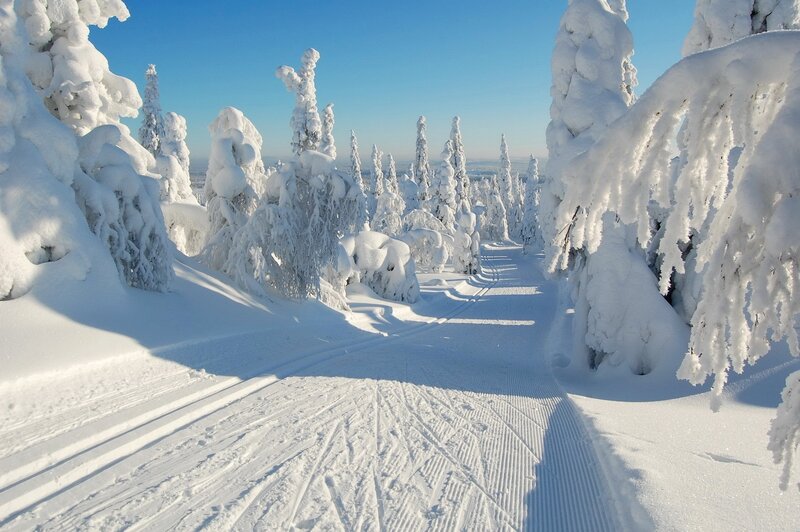 Snow-covered Trees Path — White