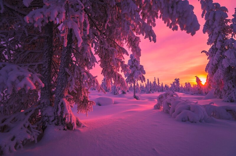 Snow-covered Trees — Pink, Serene, Sunset
