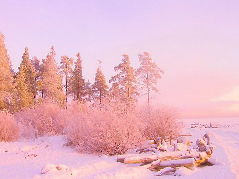 Snow-covered Trees — Pink, Serene
