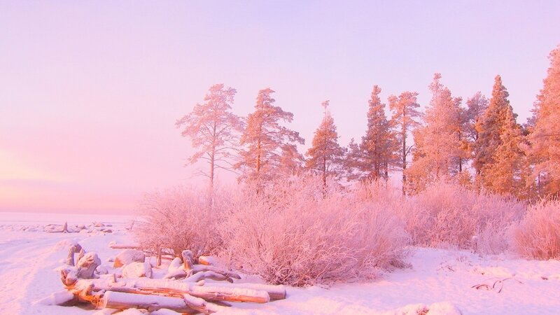 Snow-covered Trees — Pink, Serene, Winter, Photograph