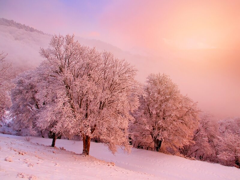 Snow-covered Trees — Pink, Serene, Winter