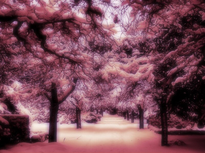 Snow-covered Trees — Pink