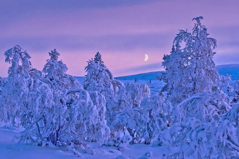 Snow-covered Trees — Purple, Serene, Night