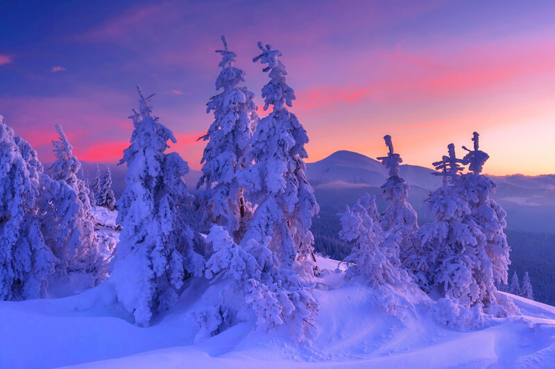 Snow-covered Trees — Purple, Serene, Sunset, Photograph, Mountains