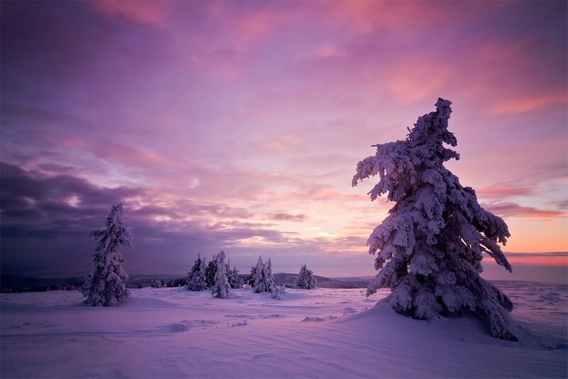 Snow-covered Trees — Purple, Serene, Sunset, Photograph
