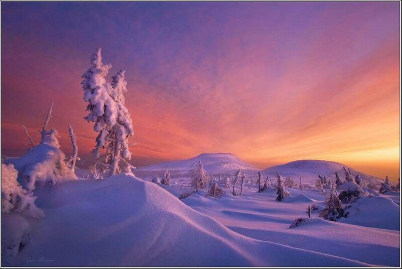 Snow-covered Trees — Purple, Serene, Sunset