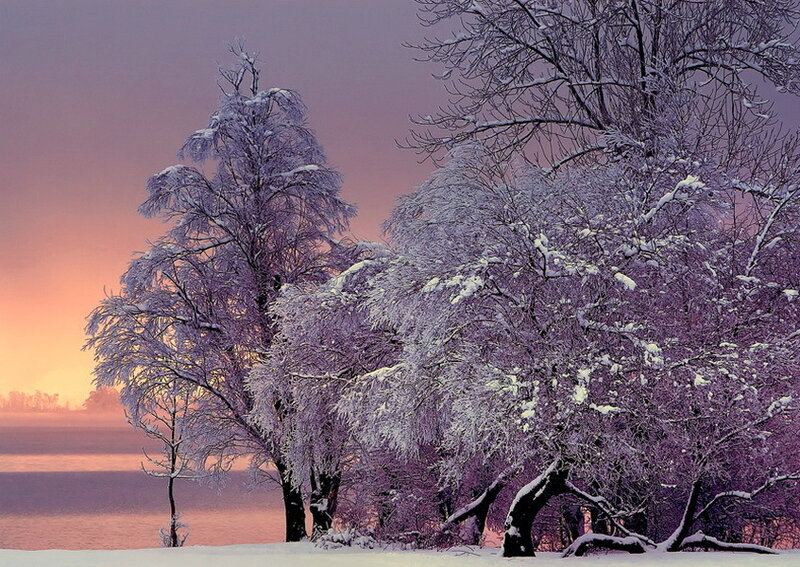 Snow-covered Trees — Purple, Serene