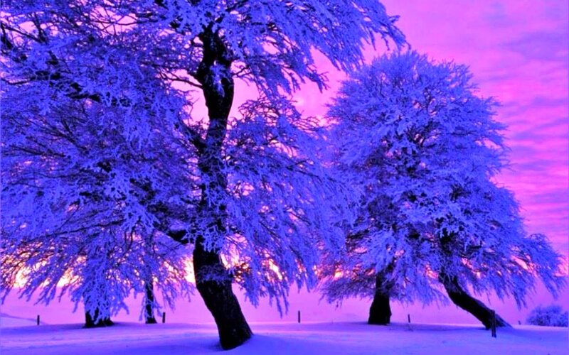 Snow-covered Trees — Purple, Serene, Winter, Photograph, Sky