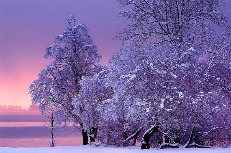 Snow-covered Trees — Purple, Serene, Winter, Photograph, Snow, Sky, Field