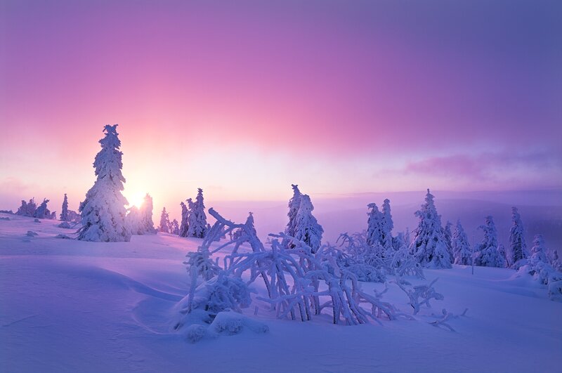 Snow-covered Trees — Purple, Serene, Winter, Photograph, Snow, Sky, Sun