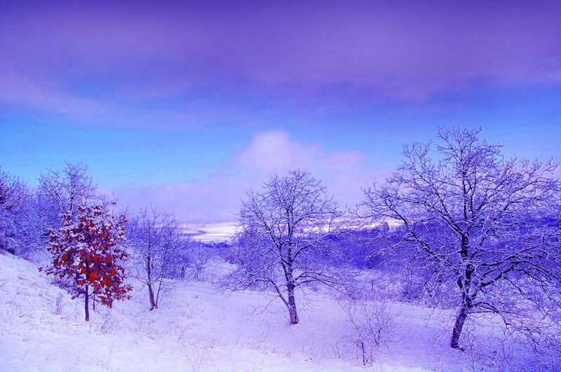 Snow-covered Trees — Purple, Serene, Winter, Photograph, Snow