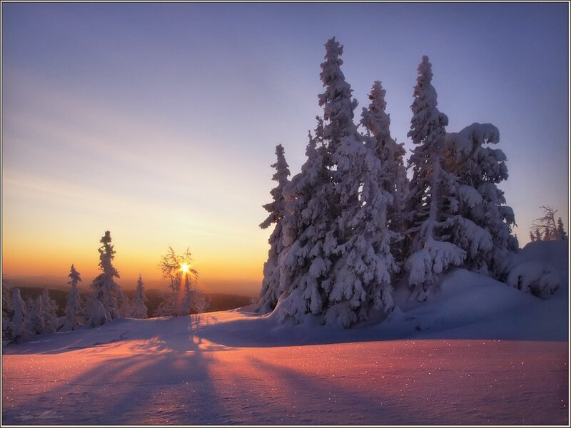 Snow-covered Trees — Purple, Serene, Winter, Photograph