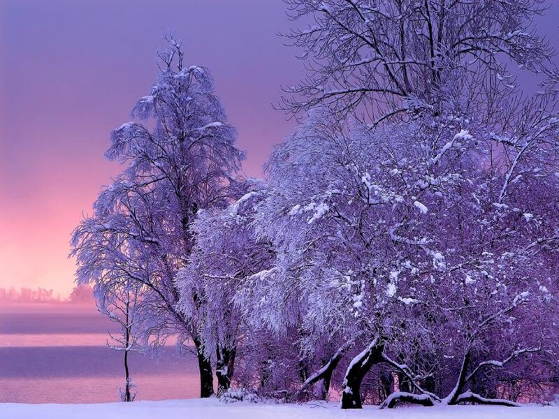 Snow-covered Trees — Purple, Serene, Winter