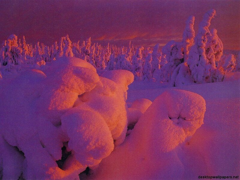 Snow-covered Trees — Purple