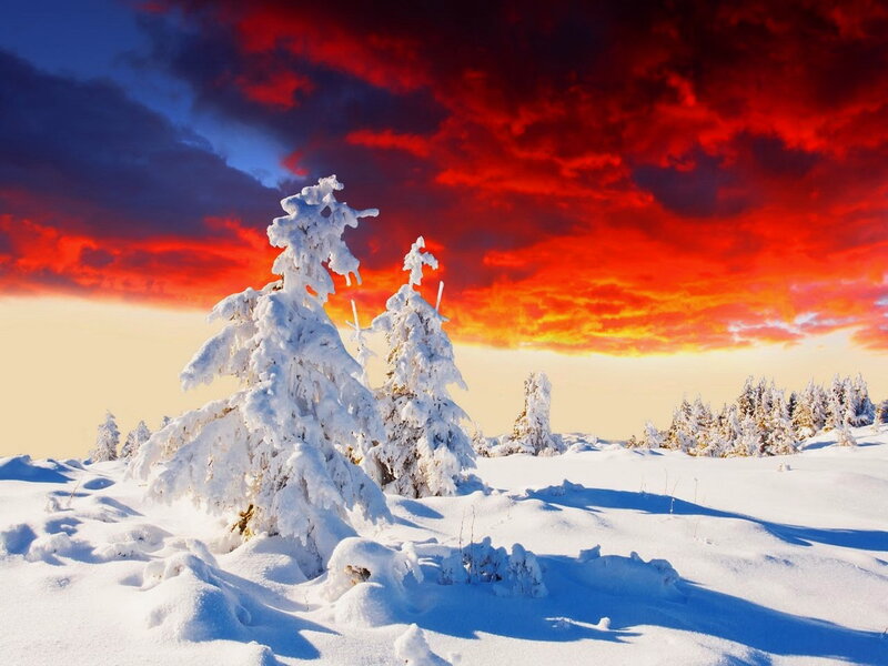 Snow-covered Trees — Red, Dramatic, Sunset