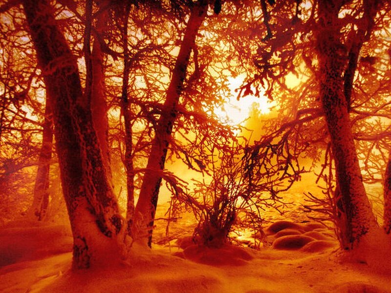 Snow-covered Trees — Red, Dramatic