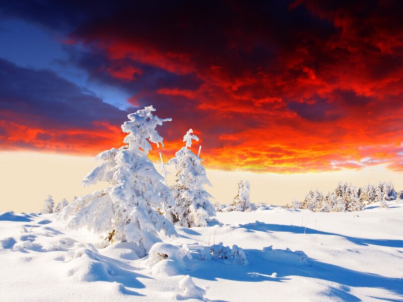 Snow-covered Trees — Red
