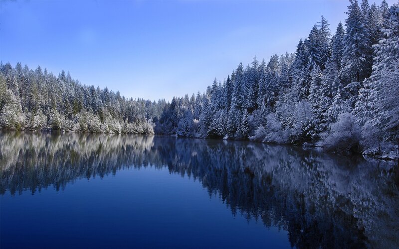 Snow-covered Trees Reflected