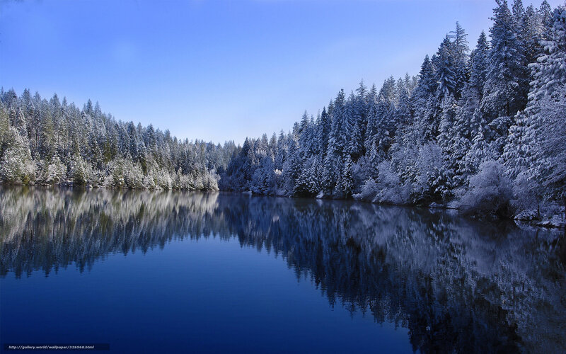 Snow-covered Trees Reflection — Blue, Serene
