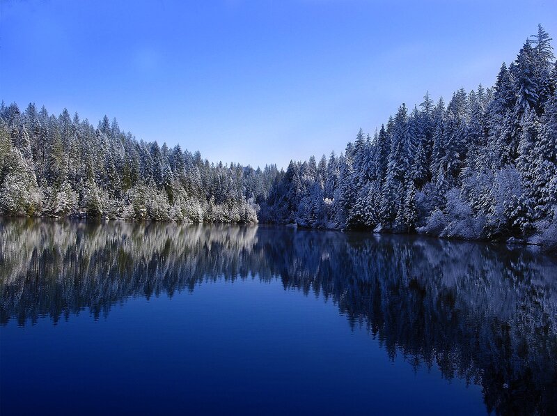 Snow-covered Trees Reflection