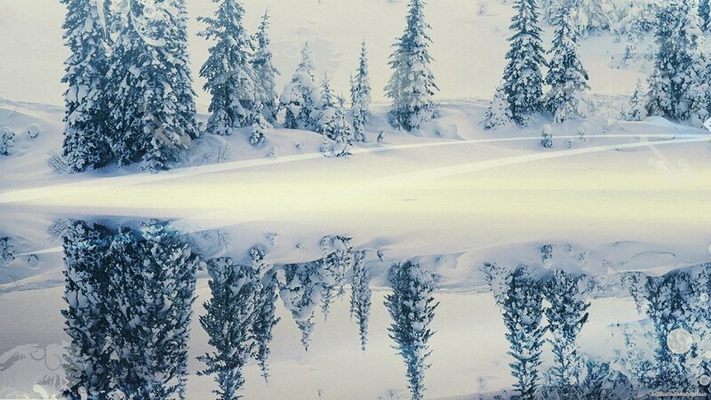 Snow-covered Trees Reflection — White, Serene