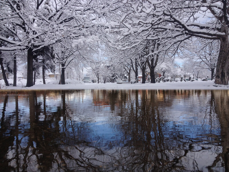 Snow-covered Trees Reflection — White