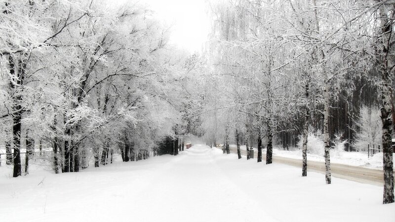 Snow-covered Trees — Road