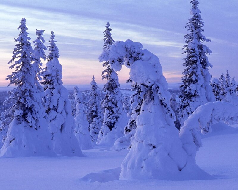 Snow-covered Trees — Serene, Purple