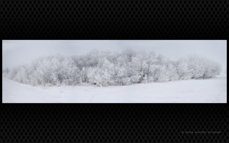 Snow-covered Trees — Sky, Gray