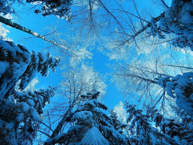 Snow-covered Trees — Sky, White
