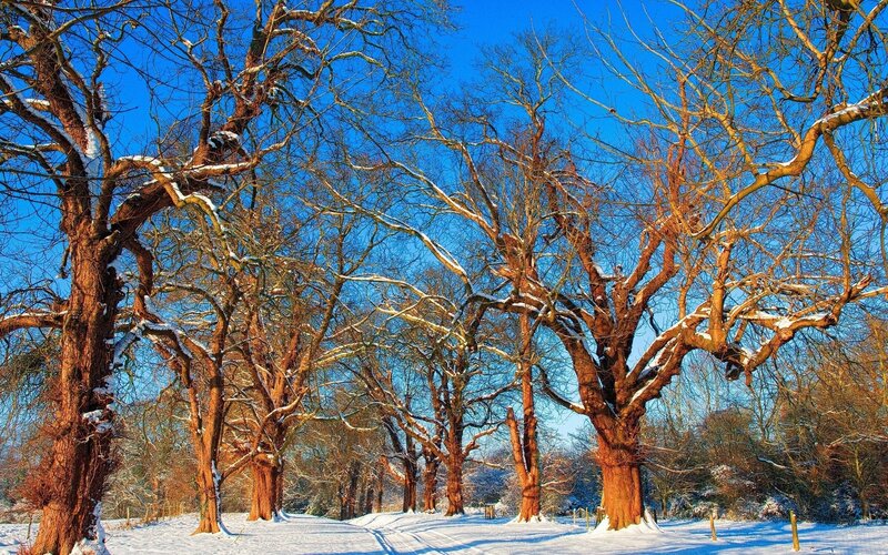 Snow-covered Trees — Snow, Brown