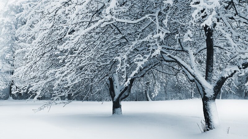 Snow-covered Trees — Snow, Forest