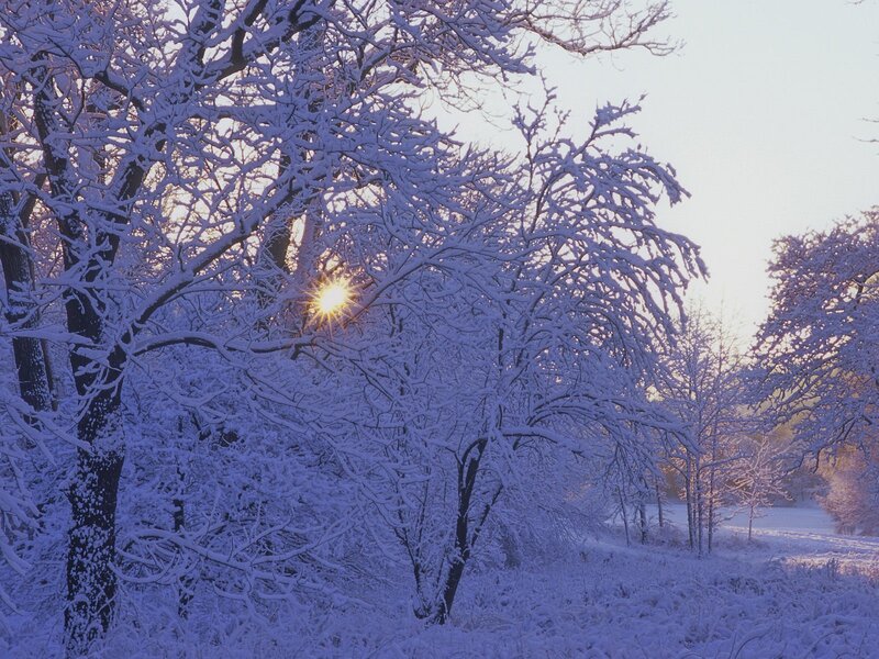 Snow-covered Trees — Sun