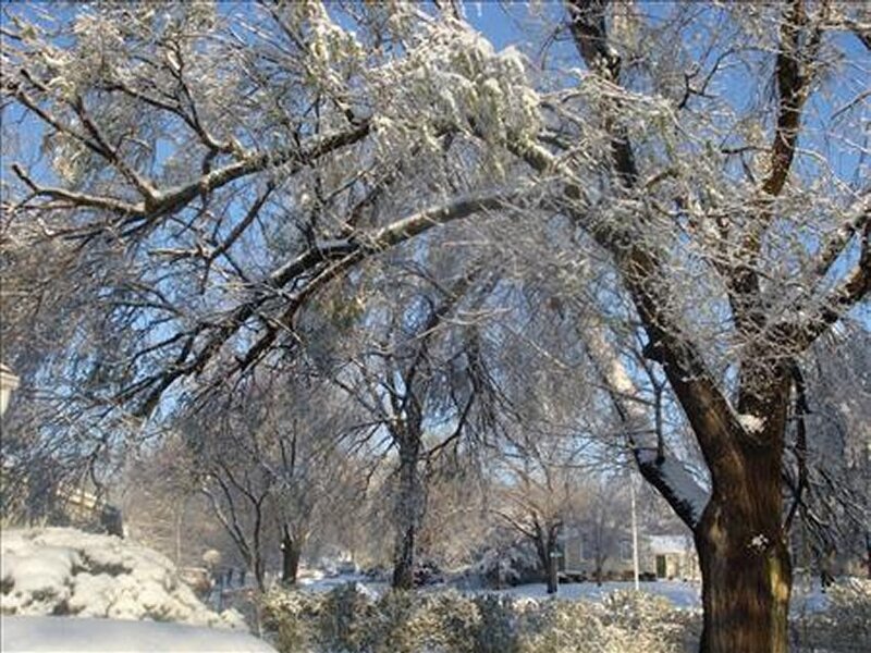 Snow-covered Trees