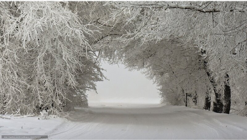 Snow-covered Trees Tunnel