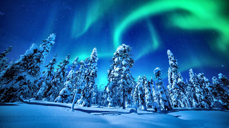 Snow-covered Trees under Aurora — Blue, Serene