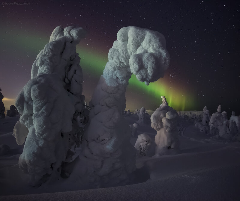 Snow-covered Trees under Aurora — Green, Serene