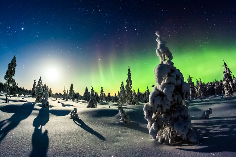 Snow-covered Trees under Aurora