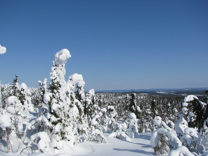 Snow-covered trees under blue sky