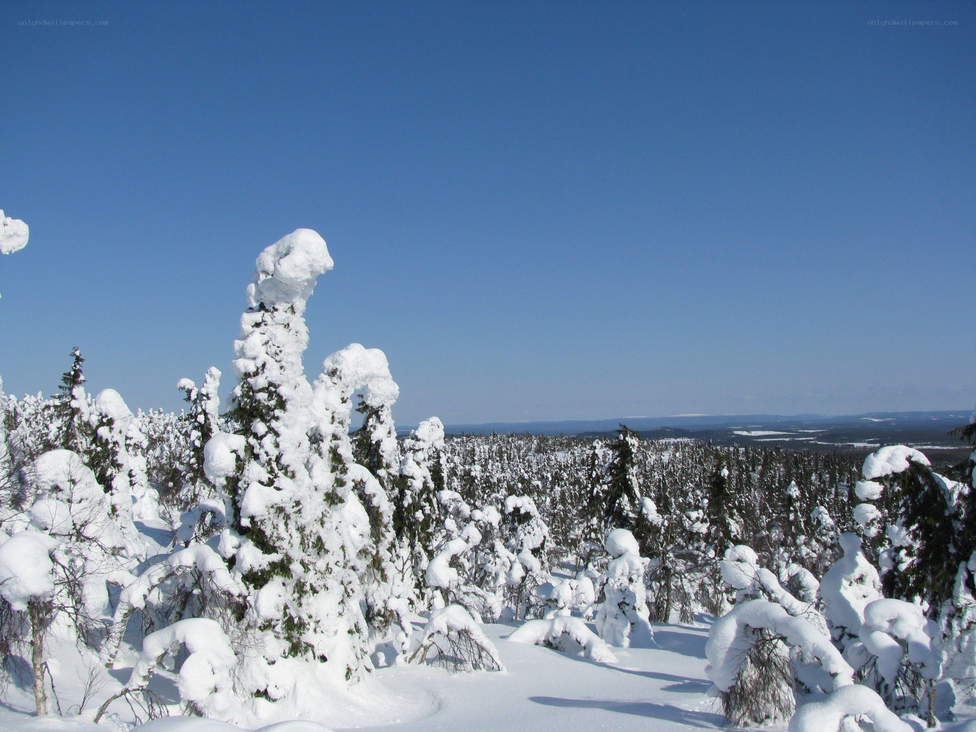 Snow-covered trees under blue sky