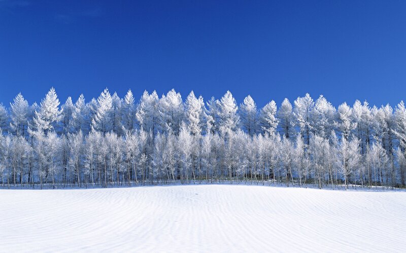 Snow-covered trees under blue sky