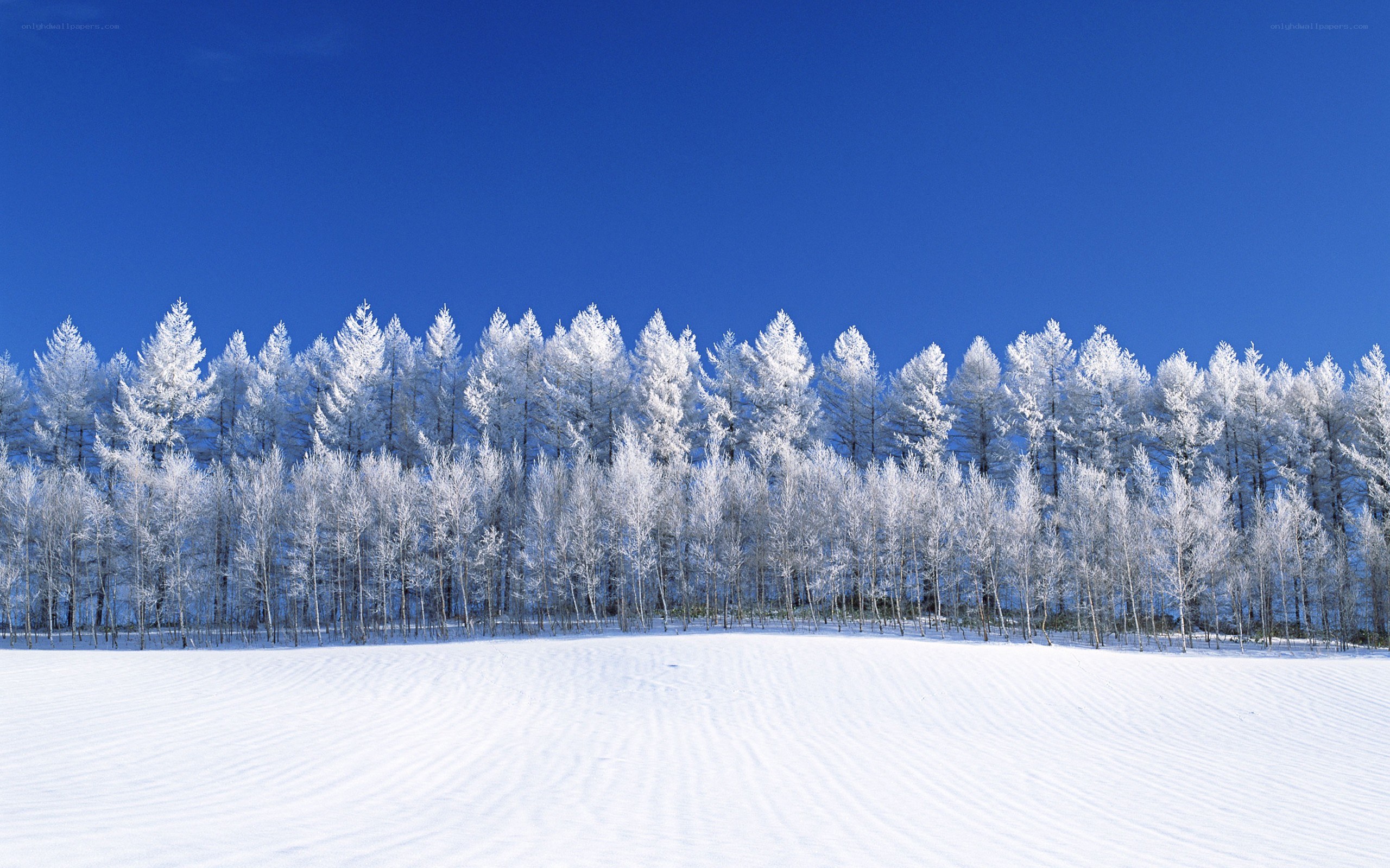 Snow-covered trees under blue sky