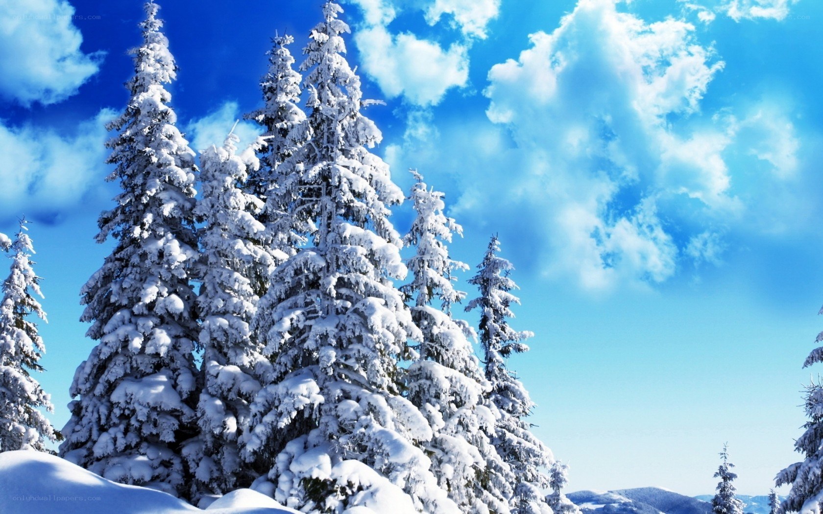 Snow-covered trees under blue sky