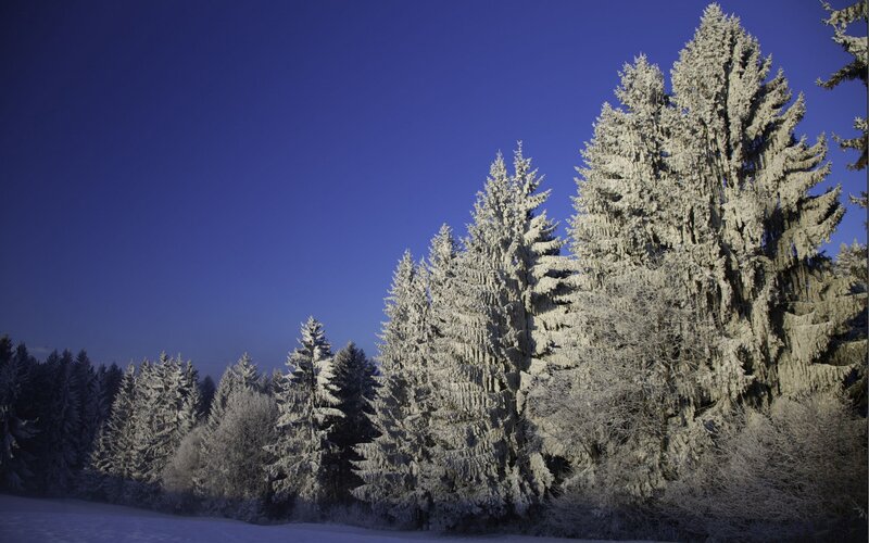 Snow-covered trees under blue sky
