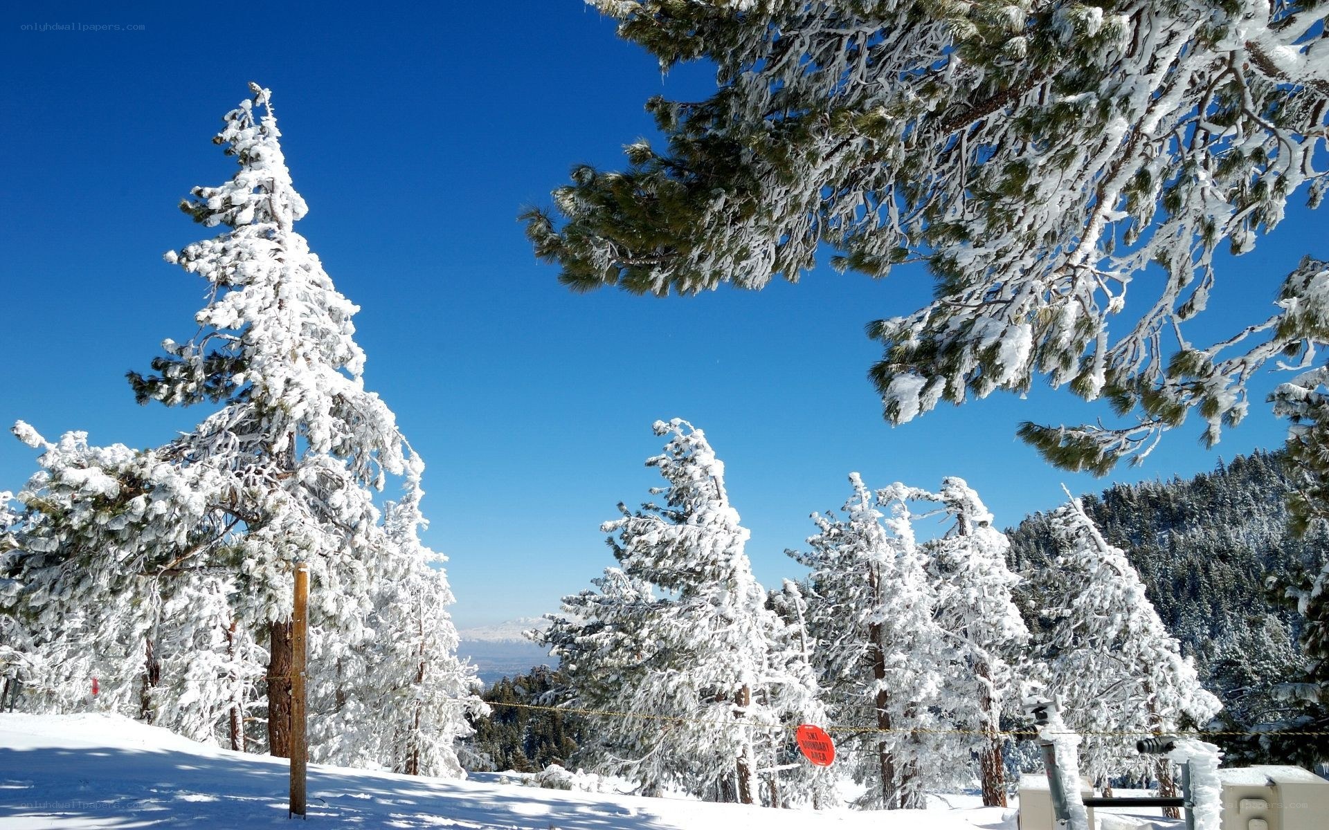 Snow-covered trees under blue sky