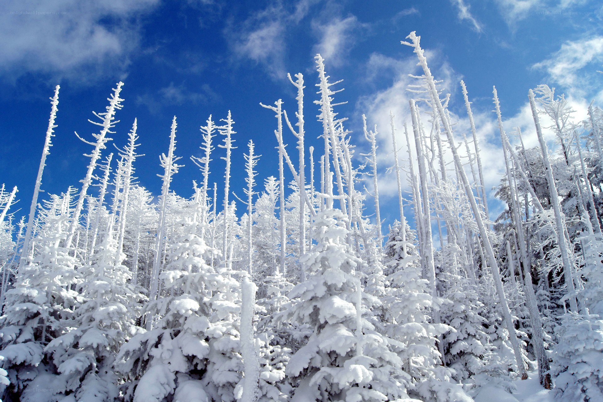 Snow-covered trees under blue sky