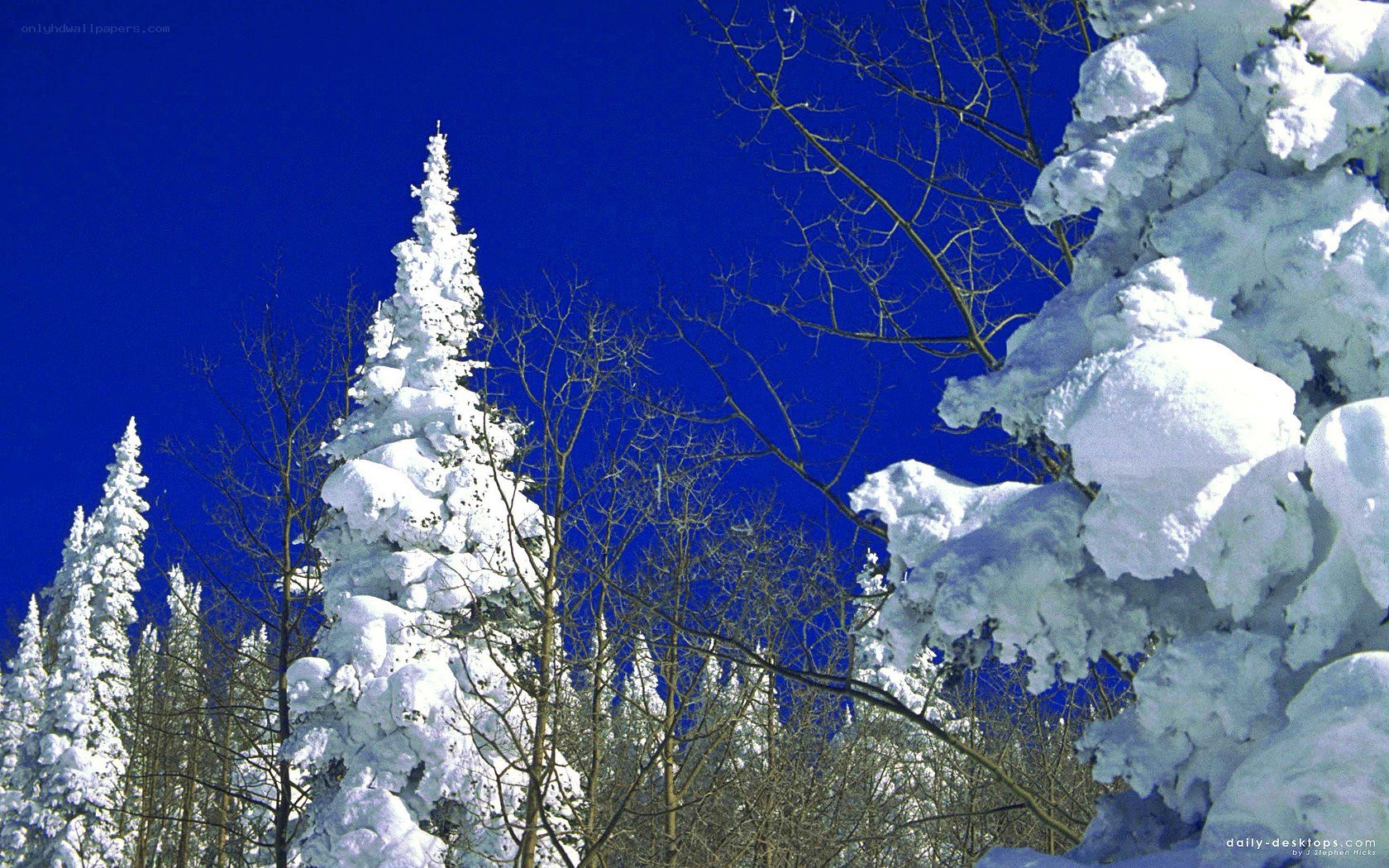 Snow-covered trees under blue sky