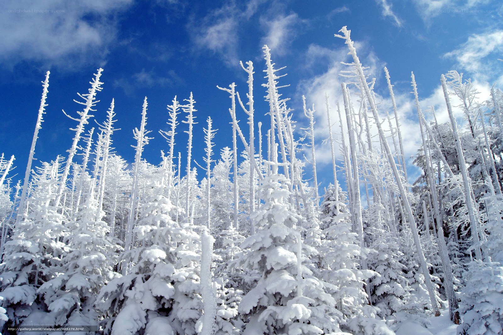 Snow-covered trees under blue sky