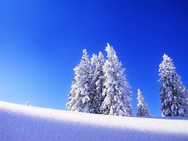 Snow-covered trees under blue sky